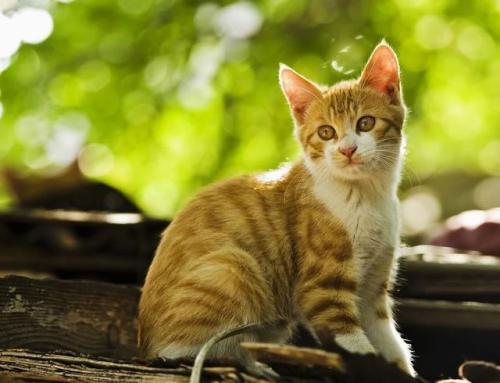野猫