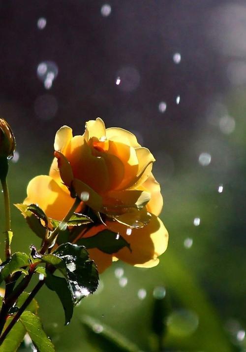 早上下雨