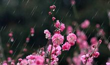 春雨的声音