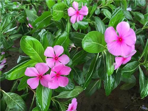 四季梅花