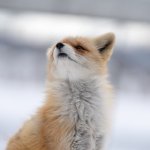 勇敢的斗狗