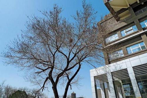 校园里的大榆木