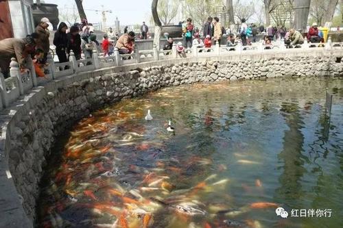 我爱美丽的龙潭公园