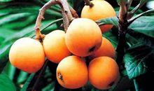 路旁那棵野枇杷