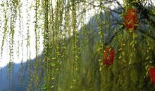 青春随风舞，只道是天然