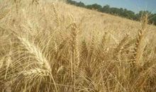 一抷黄沙葬英雄