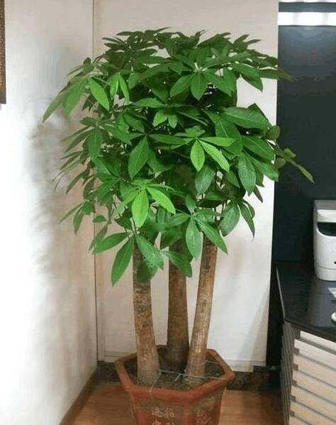 观察财富树