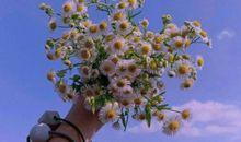 未来城里花朵的梦