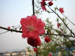 我的桃花
