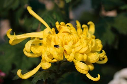 菊花颂