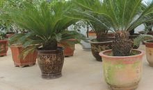 四季都美的铁树