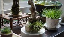 菖蒲给我的启示