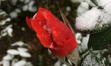 一年四季的坚强