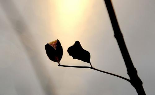 稀缺也是一种美