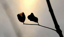 稀少也是一种美