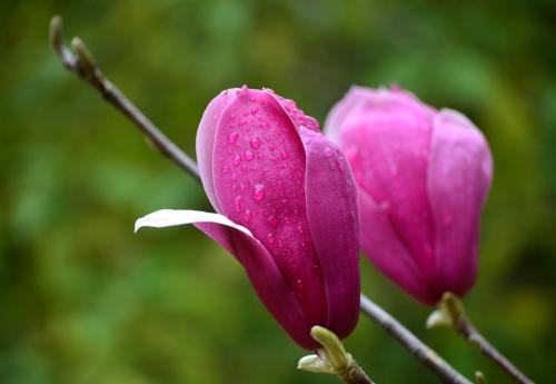 花在雨中