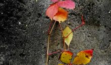 坚强不屈的爬山虎