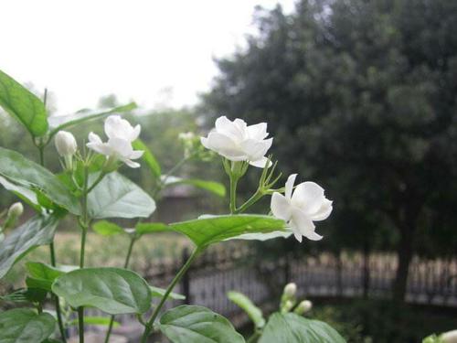 心如茉莉