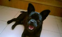 我家的“黑虎”