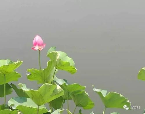 岁月树