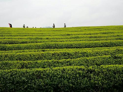 湄潭茶海