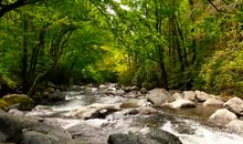 听《鸟叫水声》随感