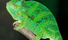 我们班的“变色龙”