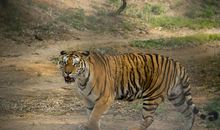 东北虎园一日游