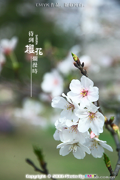 樱花盛开时