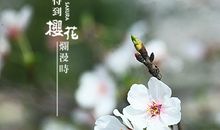 待到樱花烂漫时