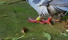 如果我是一只信鸽