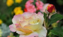 让友谊之花绽放