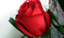 乐于助人的玫瑰花