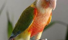 我学会了养鹦鹉