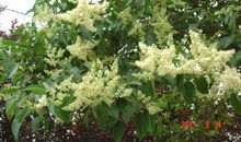 女贞树下的回忆