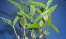 绿豆生长的秘密