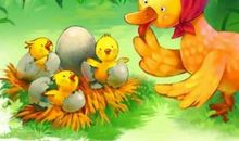 关于鸭子的作文