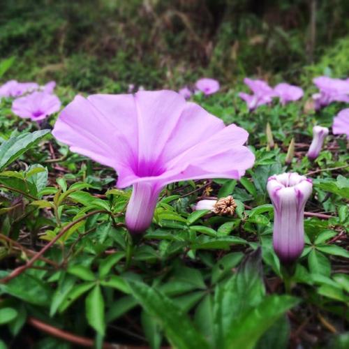 牵牛花在路边