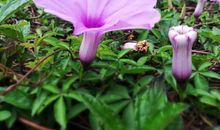 路边的牵牛花