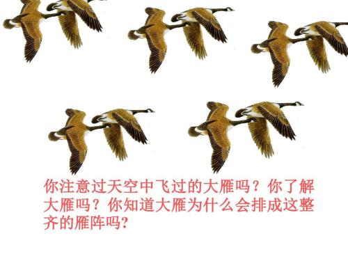 关于阅读《大雁归来》的思考