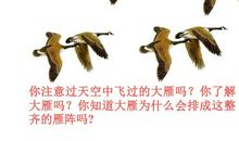 读《大雁归来》有感