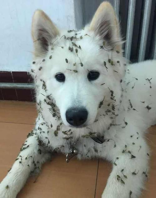 狗恐惧症
