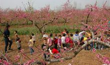春游桃花园