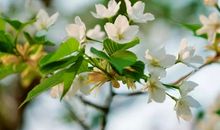 曾经错过的春天