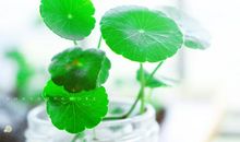 城墙上的一抹绿