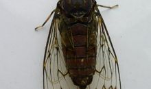 “金嗓子”知了