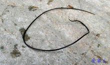 令人震惊的螳螂家族