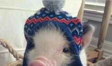 爱养小动物的奶奶