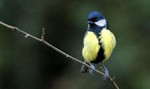 我们是只小小鸟