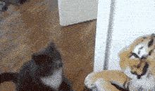 我们的宠物——银宝